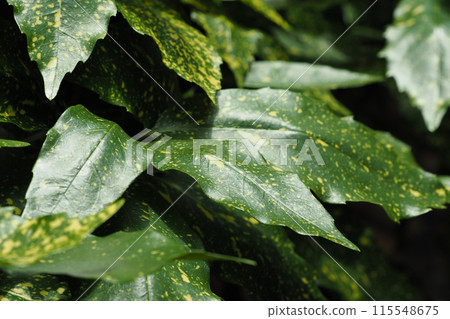 Aoki (Aucuba japonica) 115548675