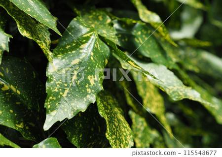 Aoki (Aucuba japonica) Aoki (Aucuba japonica) 115548677