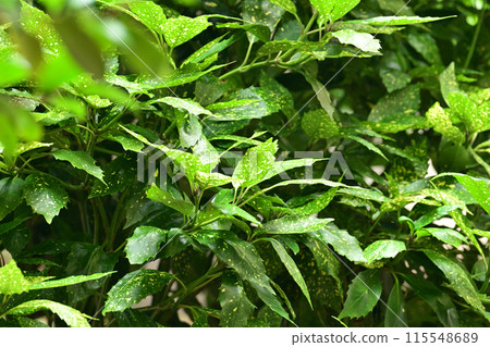 Aoki (Aucuba japonica) Aoki (Aucuba japonica) 115548689