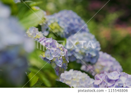 Light-colored hydrangea Light-colored hydrangea 115548806