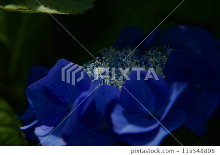 聚光燈下的繡球花 聚光燈下的繡球花 115548808