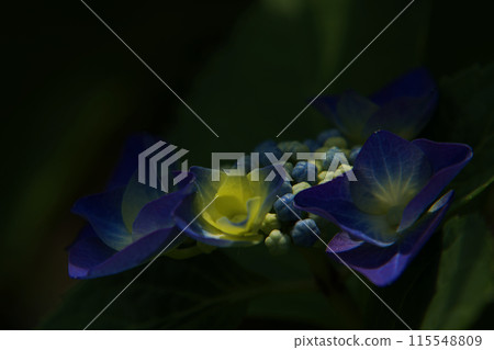 聚光燈下的繡球花 聚光燈下的繡球花 115548809