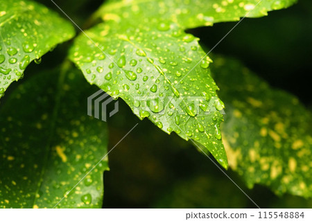 雨季的形象（Fuiriaoki：有水滴） 115548884