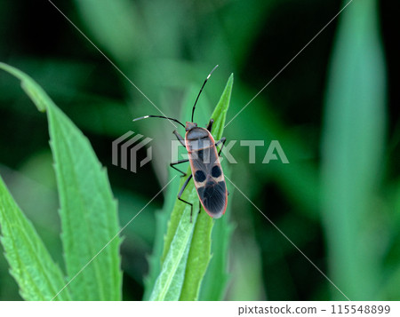 A giant stink bug of the Pyrrhocoridae family resting on a leaf 115548899