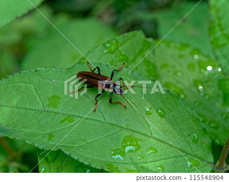 Canthariidae (canthariidae) resting on a leaf Canthariidae (canthariidae) resting on a leaf 115548904
