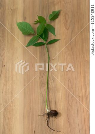 Walnut sprout growth Walnut sprout growth 115548911