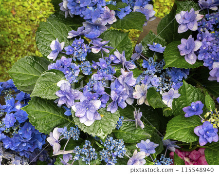 充滿活力的繡球花與水滴 115548940