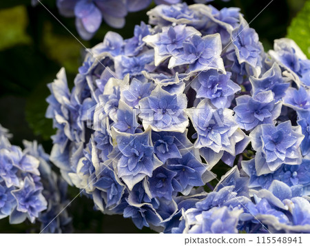 充滿活力的繡球花與水滴 115548941