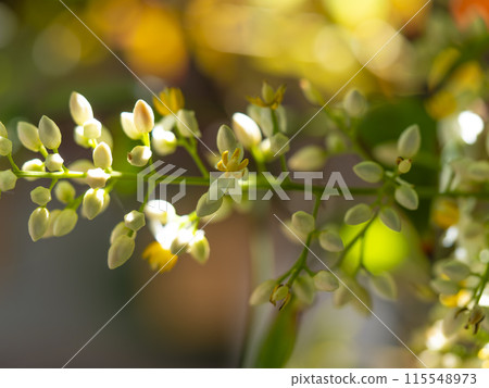 Small yellow flowers of Nandina 115548973