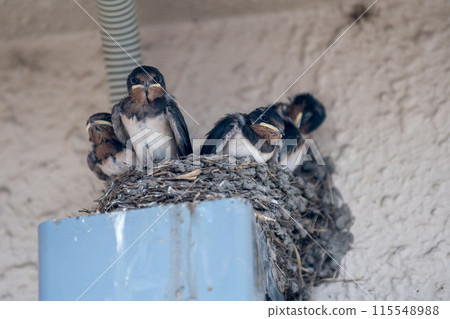 Photographing the adorable baby swallows and the busy parents raising their young 115548988