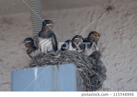 Photographing the adorable baby swallows and the busy parents raising their young Photographing the adorable baby swallows and the busy parents raising their young 115548998