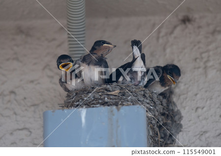 Photographing the adorable baby swallows and the busy parents raising their young Photographing the adorable baby swallows and the busy parents raising their young 115549001