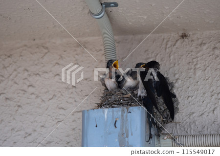 拍攝一隻迷人的小燕子和它忙碌的燕子媽媽撫養孩子。 115549017