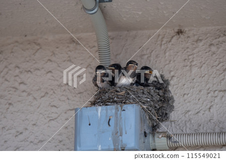 Photographing the adorable baby swallows and the busy parents raising their young Photographing the adorable baby swallows and the busy parents raising their young 115549021