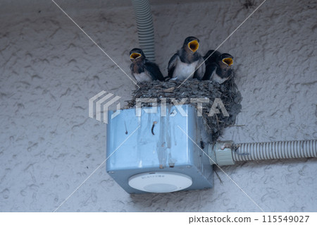 Photographing the adorable baby swallows and the busy parents raising their young Photographing the adorable baby swallows and the busy parents raising their young 115549027