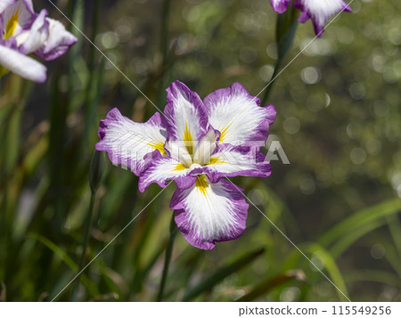Iris serrata "Shisei" blooming in the botanical garden 115549256