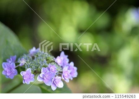 hydrangea   115549263