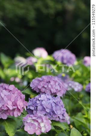 hydrangea   115549279
