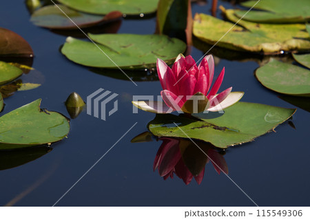 漂浮在水面上的粉紅色睡蓮花 漂浮在水面上的粉紅色睡蓮花 115549306