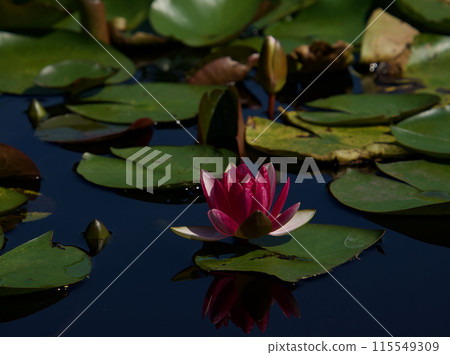 漂浮在水面上的粉紅色睡蓮花 115549309