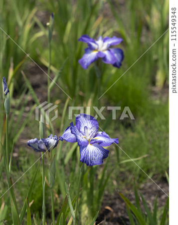 "Luminous Pearl" Iris blooming in the botanical garden "Luminous Pearl" Iris blooming in the botanical garden 115549348