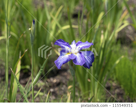 "Luminous Pearl" Iris blooming in the botanical garden "Luminous Pearl" Iris blooming in the botanical garden 115549351
