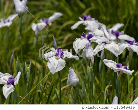 植物園「相生」盛開的鳶尾花 115549439