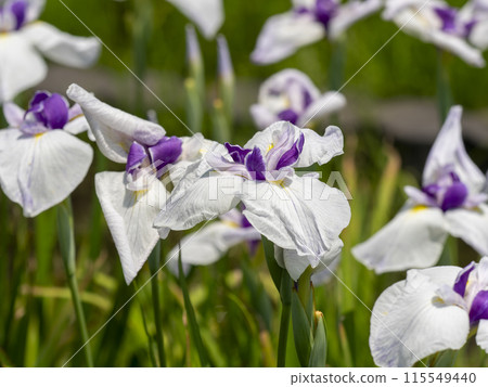 植物園「相生」盛開的鳶尾花 115549440