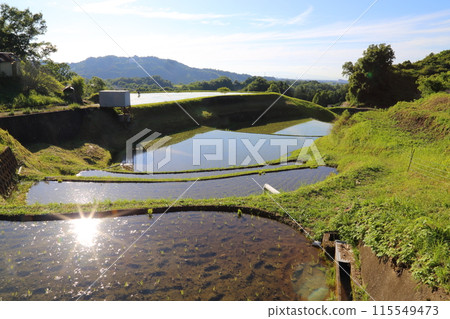 下赤坂的梯田(日本梯田百選)/大阪府千早赤坂村 下赤坂的梯田(日本梯田百選)/大阪府千早赤坂村 115549473