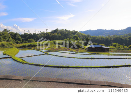 Shimoakasaka Rice Terraces (One of Japan's 100 Best Rice Terraces) / Chihayaakasaka Village, Osaka Prefecture 115549485