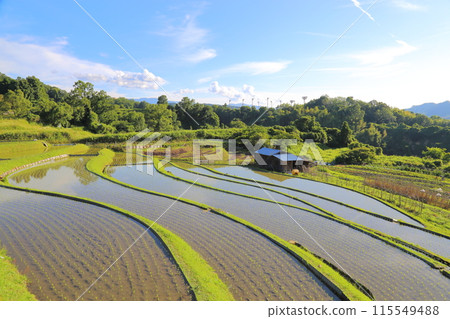 下赤坂的梯田（日本梯田百選）/大阪府千早赤坂村 115549488