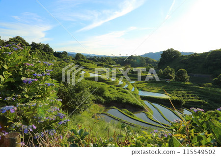 下赤坂的梯田（日本梯田百選）/大阪府千早赤坂村 115549502