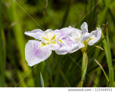 Iris scutellaria "May Day" blooming in the botanical garden Iris scutellaria "May Day" blooming in the botanical garden 115549551