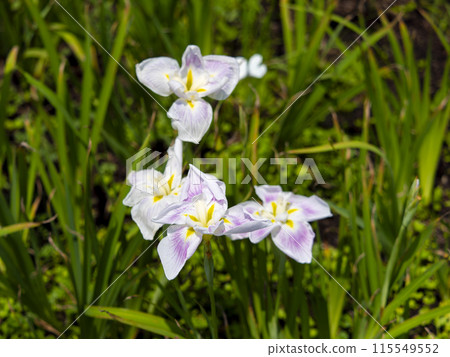植物園「曾月裸」盛開的鳶尾花 植物園「曾月裸」盛開的鳶尾花 115549552