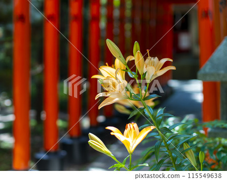神社和明亮的鳥居盛開的百合花 神社和明亮的鳥居盛開的百合花 115549638