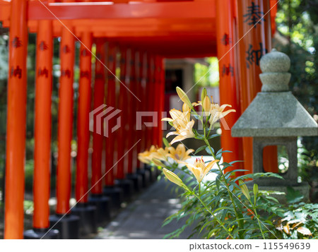 神社和明亮的鳥居盛開的百合花 115549639