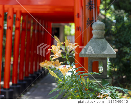 神社和明亮的鳥居盛開的百合花 115549640