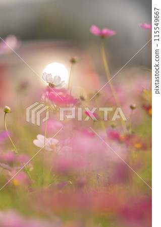 有宇宙的風景 有宇宙的風景 115549667