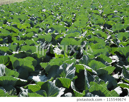 捲心菜補丁:捲心菜補丁 捲心菜補丁:捲心菜補丁 115549674