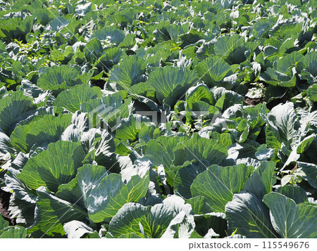 捲心菜補丁:捲心菜補丁 捲心菜補丁:捲心菜補丁 115549676