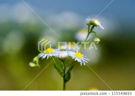 Spring Asters (Fringe) on the Shinano River and Yasuragi Embankment 115549693