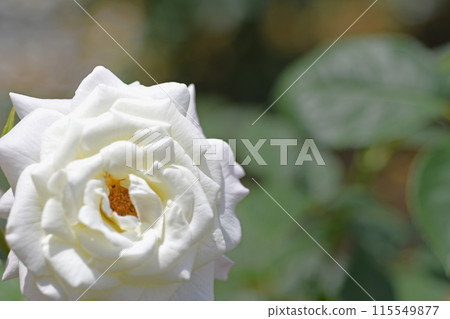 Rose flower Rose flower 115549877
