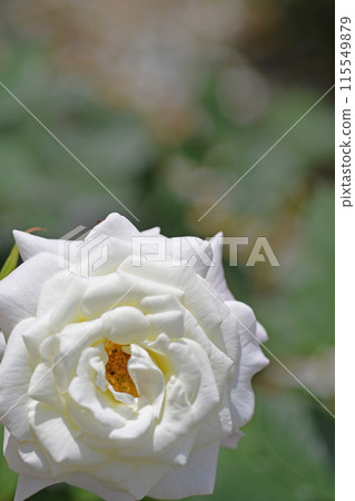 玫瑰花 玫瑰花 115549879