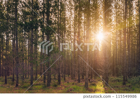 Kuitpo forest reserve with pine trees Kuitpo forest reserve with pine trees 115549986