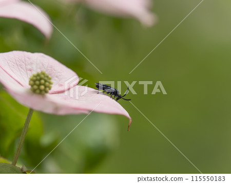 Blue-and-white flycatcher resting on a dogwood flower 115550183