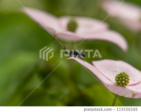 Blue-and-white flycatcher resting on a dogwood flower 115550185