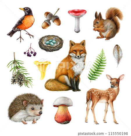 Cute painted forest animals, natural elements painted set. Watercolor illustration. Hand drawn fox, squirrel, owl, robin, mushroom, fern elements. Wild woodland animals set. White background Cute painted forest animals, natural elements painted set. Watercolor illustration. Hand drawn fox, squirrel, owl, robin, mushroom, fern elements. Wild woodland animals set. White background 115550198