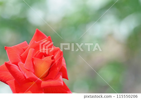 Rose flower 115550206