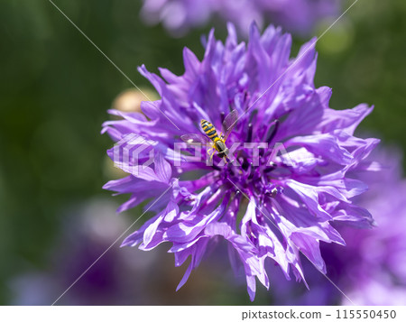 Purple cornflower and hoverfly 115550450