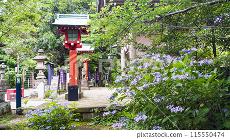 Early summer at Enoshima in Fujisawa City, Kanagawa Prefecture and Kamakura City, Shonan 115550474